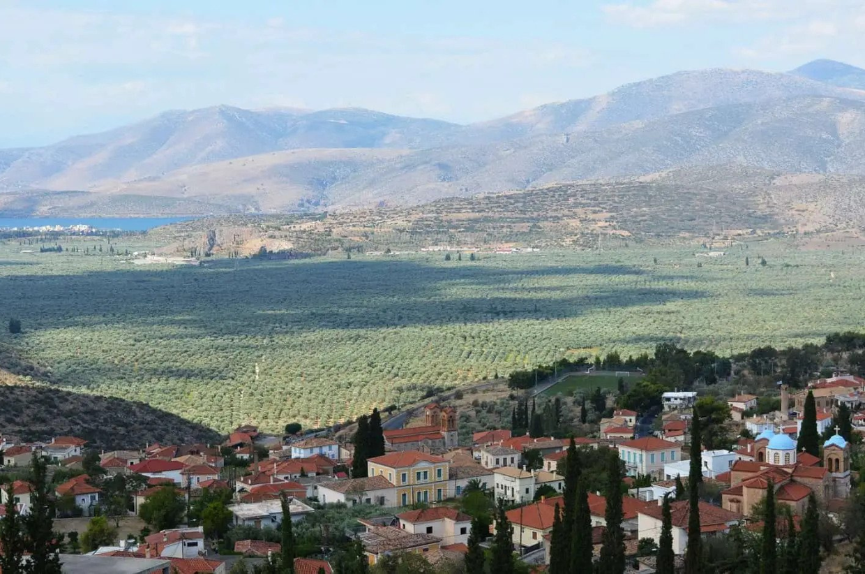 Delphi-View-Olive-Trees